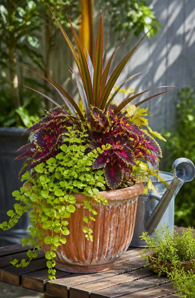 A pot with a dracaena spike, coleus, and creeping Jenny arranged together.