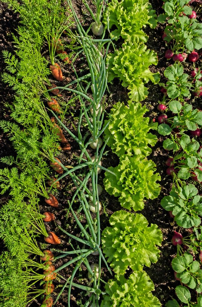 Different vegetable plants growing together in alternating bands in a garden.