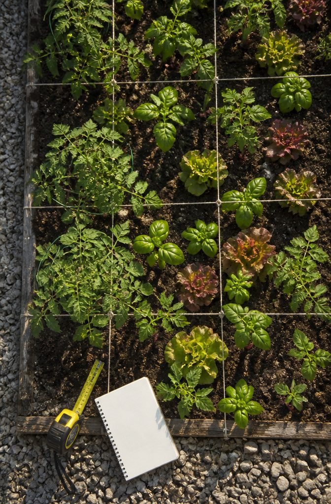 A garden layout showing companion plants growing together in a small space.